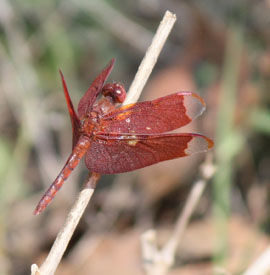 dragonfly